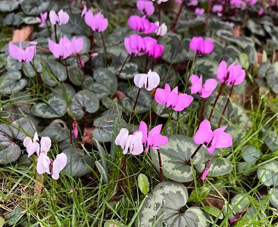 The Blackberry Garden Plant of the Year Award 2024