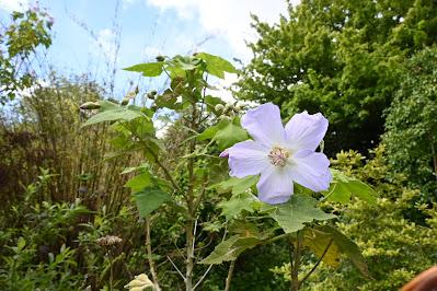 The Blackberry Garden Plant of the Year Award 2024