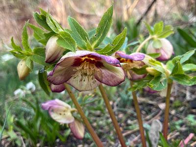 The Blackberry Garden Plant of the Year Award 2024