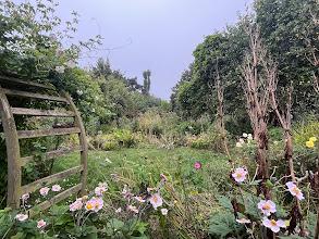 The Blackberry Garden Plant of the Year Award 2024