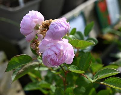 The Blackberry Garden Plant of the Year Award 2024