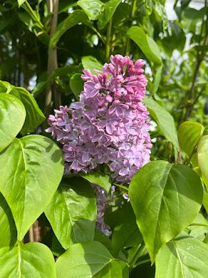 The Blackberry Garden Plant of the Year Award 2024