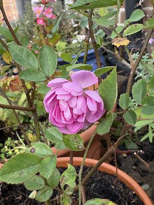 The Blackberry Garden Plant of the Year Award 2024