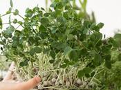 Fresh Fenugreek Leaves Benefits Improved Health