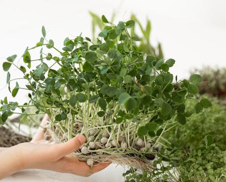 woman holding a bunch of fenugreek leaves