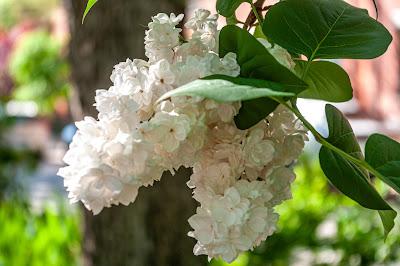 Three realizations of white (flowers)