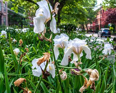 Three realizations of white (flowers)