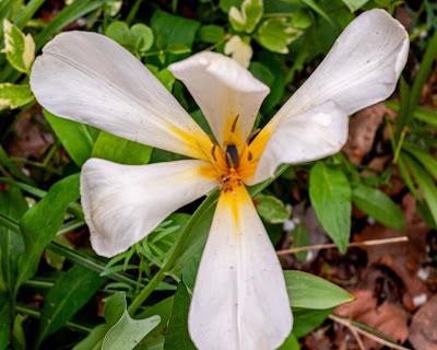 Three realizations of white (flowers)