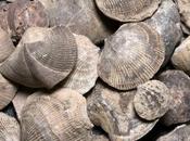 Carbon Dioxide Been Regulating Earth’s Climate Hundreds Millions Years Study