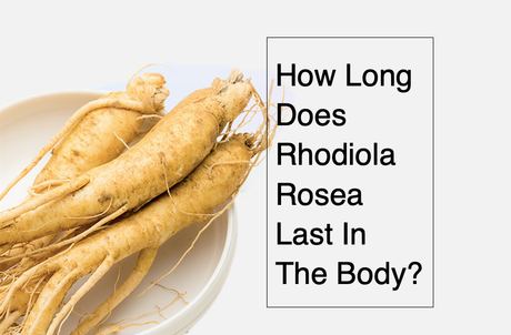 How Long Does Rhodiola Rosea Last in The Body?