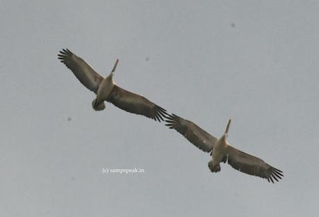 பொன்னோவியம், கண்டேனம்மா எங்கெங்கும் - Up in the sky !!