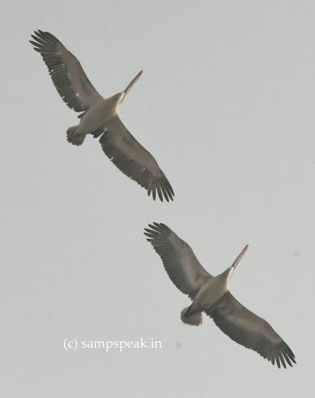 பொன்னோவியம், கண்டேனம்மா எங்கெங்கும் - Up in the sky !!