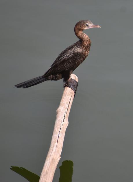 நீர் காகம்  ~  Water Crows !