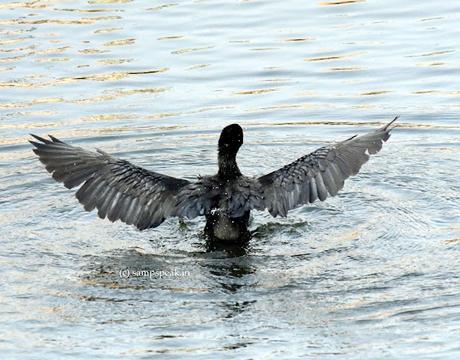 நீர் காகம்  ~  Water Crows !