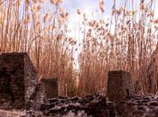 Claude Sonata Describes Photo Miniature Castle Ruins Among Reeds