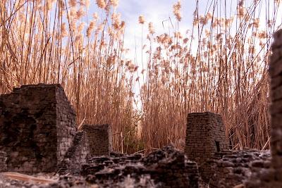 Claude 3.5 Sonata describes a photo of miniature castle ruins among reeds