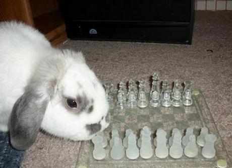 Rabbit playing Chess