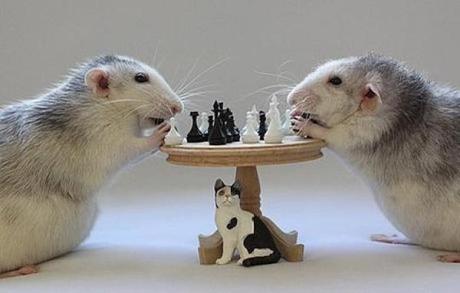 Rats playing Chess