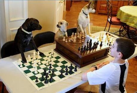 Dogs playing Chess