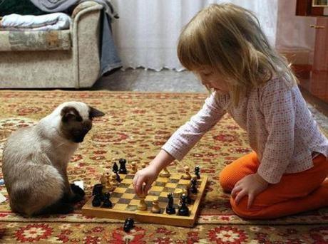 Cat playing Chess