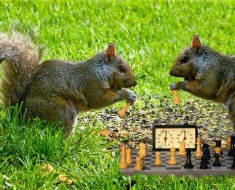 Squirrel playing Chess