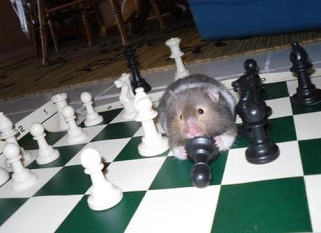 Hamster playing Chess