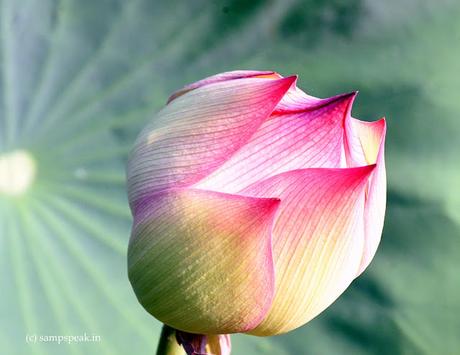 எந்த மார்க்கெட்டிலும் 'ஜாமீன்'  !?!?  ~  Nelumbo nucifera