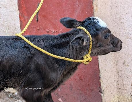 Affection for Cows  ~  today is Mattu Pongal