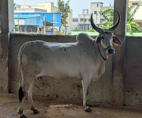 Affection for Cows  ~  today is Mattu Pongal