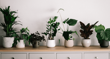 15 Low-Light Houseplants That Actually Survive Dark Corners (2025)