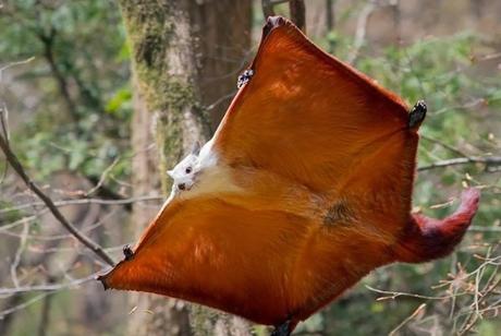 Flying Squirrel