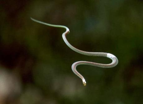 Flying Snake