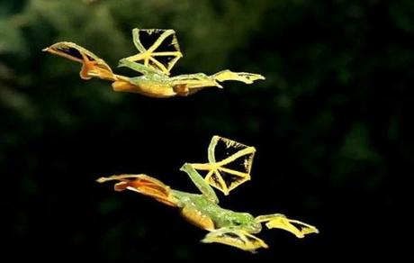 Flying Frog