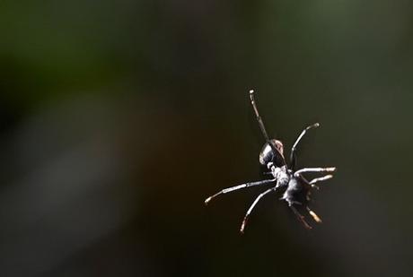 Flying (Wingless) Ants