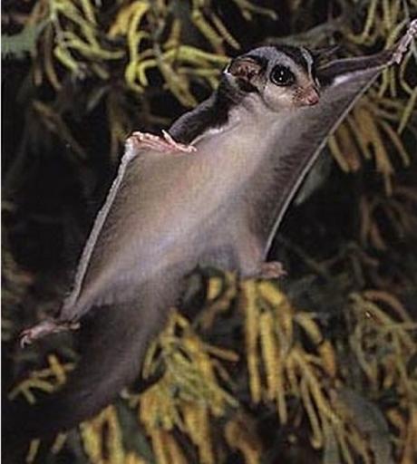 Flying Possum (Sugar glider)
