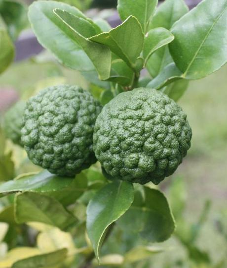 Top 10 Most Expensive Spices and Their Exotic Origins Kaffir Lime Leaves