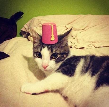 What’s Behind the Fez? Ten Intriguing Facts About the Iconic Hat Cat Wearing a Fez