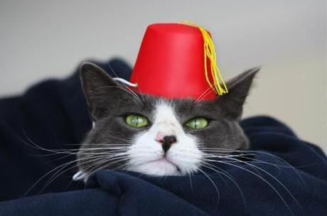 What’s Behind the Fez? Ten Intriguing Facts About the Iconic Hat Cat Wearing a Fez