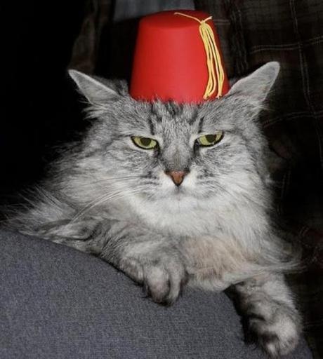 What’s Behind the Fez? Ten Intriguing Facts About the Iconic Hat Cat Wearing a Fez