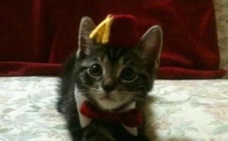 What’s Behind the Fez? Ten Intriguing Facts About the Iconic Hat Cat Wearing a Fez