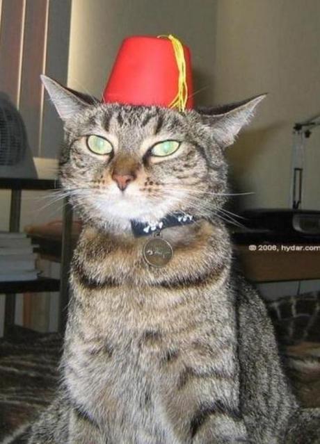 What’s Behind the Fez? Ten Intriguing Facts About the Iconic Hat Cat Wearing a Fez