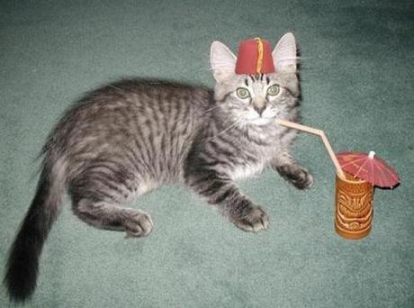 What’s Behind the Fez? Ten Intriguing Facts About the Iconic Hat Cat Wearing a Fez