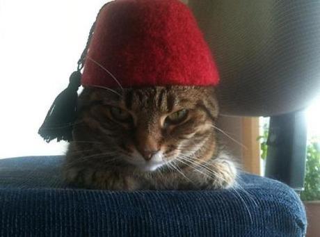 What’s Behind the Fez? Ten Intriguing Facts About the Iconic Hat Cat Wearing a Fez
