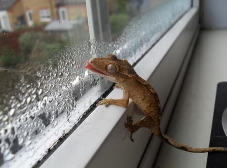 Ten Stylish Window Designs to Elevate Your Home’s Look Top 10 Stylish Windows for Your House