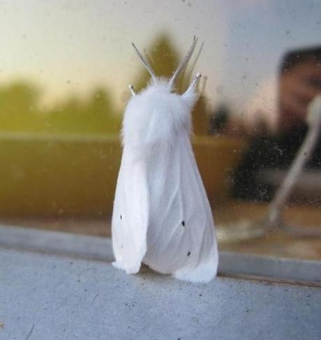 Ten Stylish Window Designs to Elevate Your Home’s Look Top 10 Stylish Windows for Your House