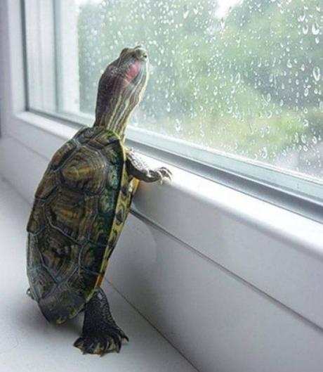 Ten Stylish Window Designs to Elevate Your Home’s Look Top 10 Stylish Windows for Your House