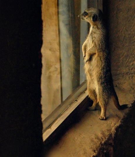 Ten Stylish Window Designs to Elevate Your Home’s Look Top 10 Stylish Windows for Your House