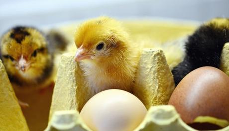 How to Pick the Right Egg Incubator: Ten Essential Factors