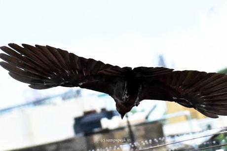 காக்கை சிறகினிலே   !  as the Crow lands !!