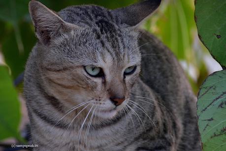 Cat Stare !!  -  பூனை கண்ணை மூடிக் கொண்டால் ???